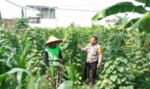 Polsek Labuapi Dukung Ketahanan Pangan, Bhabinkamtibmas Ajak Warga Manfaatkan Lahan Kosong