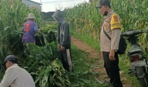 Bhabinkamtibmas Dampingi Panen Jagung di Ombe Baru Dukung Swasembada Pangan