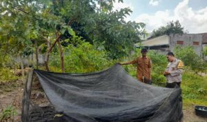 Bhabinkamtibmas Gelogor Dorong Warga Tanam Pangan di Halaman Rumah