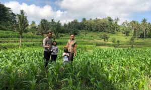 Bhabinkamtibmas Mareje Dukung Petani Jagung di Lembar