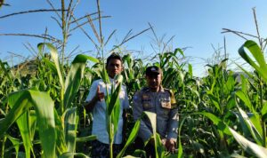 Bhabinkamtibmas Mareje Timur Dampingi Petani Jagung Tingkatkan Hasil Panen