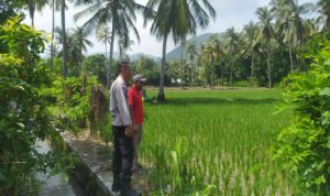 Bhabinkamtibmas Sekotong Dukung Swasembada Pangan di Batu Putih