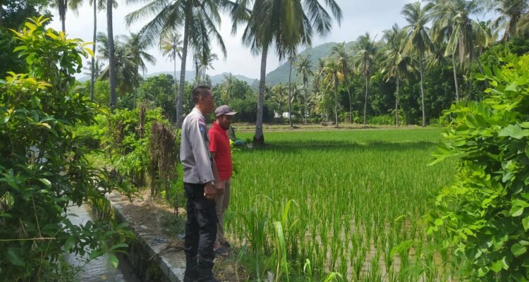 Bhabinkamtibmas Sekotong Dukung Swasembada Pangan di Batu Putih