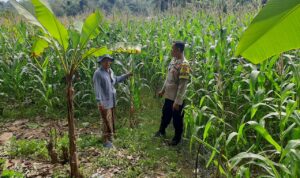 Bhabinkamtibmas Sekotong Timur Dampingi Petani Dukung Ketahanan Pangan