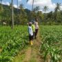Dari Sekotong untuk Indonesia Budidaya Jagung Perkuat Pangan