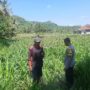 Dukung Swasembada, Polri Sapa Petani Jagung Sekotong Timur