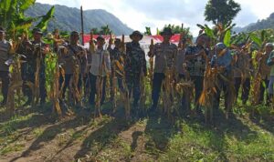Panen Raya Jagung Serentak di Batulayar, Langkah Nyata Wujudkan Swasembada Pangan 2025 (5)