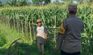 Pekarangan Bergizi, Inisiatif Ketahanan Pangan di Dasan Geres