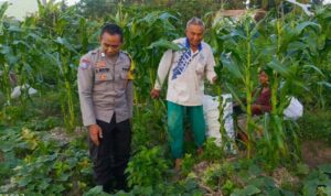 Petani Kuripan Utara Terapkan Inovasi Pertanian Didukung Polri