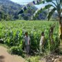Polisi Sambangi Petani Jagung di Sekotong Timur, Dukung Ketahanan Pangan