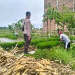 Polri Pantau Langsung Tanam Padi di Desa Lelede, Lombok Barat