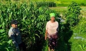 Polsek Lembar Dampingi Warga Mareje Timur Atur Tanam Jagung