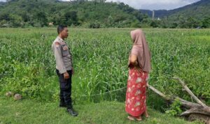Polsek Lembar Dukung Ketahanan Pangan Lewat Sambang Petani di Sekotong Timur