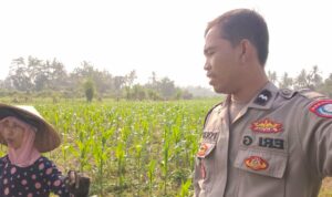 Program Ketahanan Pangan Diperkuat Lewat Kunjungan Polsek Lembar ke Petani