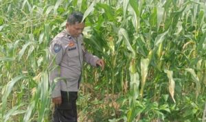 Mitra Tani: Peran Polisi dalam Mewujudkan Pangan Mandiri