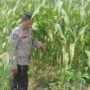 Mitra Tani: Peran Polisi dalam Mewujudkan Pangan Mandiri