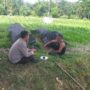 Polres Lombok Barat Dukung Petani Wujudkan Ketahanan Pangan di Lembar