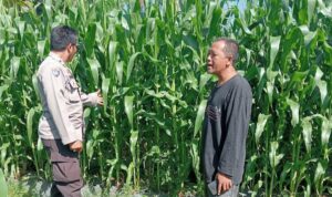 Polsek Lembar Dampingi Petani Jagung di Gunung Gundil