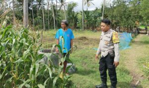 Perkuat Ketahanan Pangan, Polisi Bina Petani Jagung di Sekotong