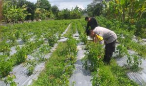 Bhabinkamtibmas Jagaraga Gencarkan Sosialisasi Ketahanan Pangan, Dorong Petani Manfaatkan Lahan