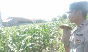Bhabinkamtibmas Labuapi Ajak Warga Optimalkan Lahan Pekarangan untuk Ketahanan Pangan