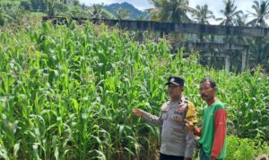 Bhabinkamtibmas Sekotong Dorong Pemanfaatan Pekarangan untuk Ketahanan Pangan