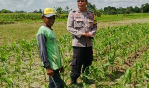 Bhabinkamtibmas Telagawaru Dorong Ketahanan Pangan Warga Paok Kambut