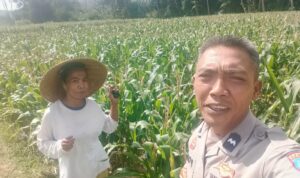 Dukungan Polri di Eyat Mayang, Petani Jagung Tak Sendiri