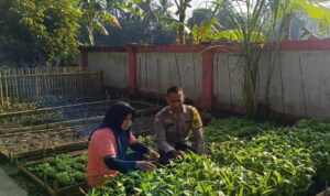 KWT Dusun Pemangket Ubah Pekarangan Jadi Kebun Sayur Produktif di Kuripan Utara