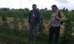 Ketahanan Pangan Dimulai dari Desa, Inisiatif Bhabinkamtibmas di Dusun Beremi Kuripan