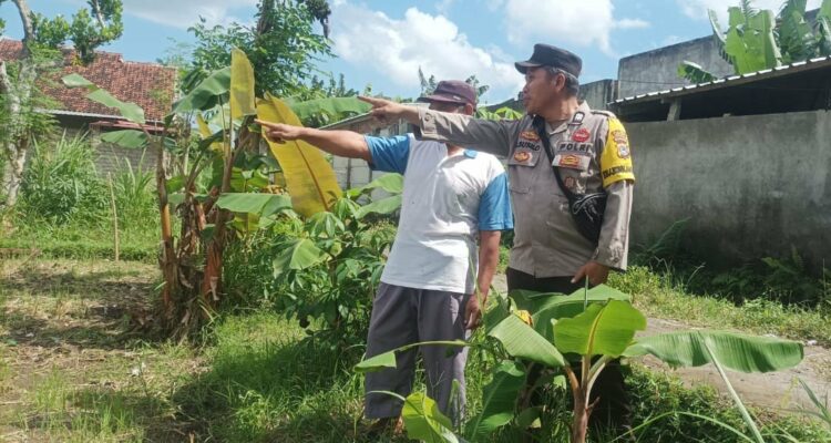 Ketahanan Pangan Dimulai dari Pekarangan, Inisiatif Bhabinkamtibmas di Dusun Dawung
