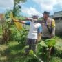 Ketahanan Pangan Dimulai dari Pekarangan, Inisiatif Bhabinkamtibmas di Dusun Dawung
