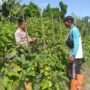 Ketahanan Pangan Diperkuat, Bhabinkamtibmas Gandeng Petani Jagaraga