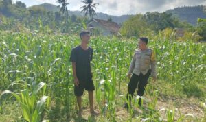 Polisi Desa Cendi Manik Dorong Ketahanan Pangan Lewat Pendampingan Petani Sekotong