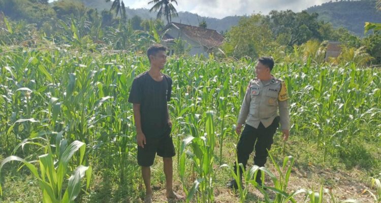 Polisi Desa Cendi Manik Dorong Ketahanan Pangan Lewat Pendampingan Petani Sekotong