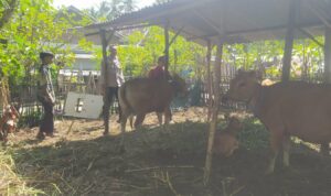 Bhabinkamtibmas Batu Putih Bina Warga Kembangkan Sapi Ternak
