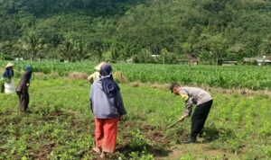 Sinergi Polisi-Warga Kuripan, Ketahanan Pangan Dimulai dari Pekarangan