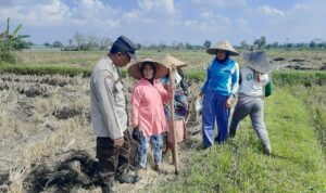 Polri Dukung Swasembada Pangan, Bhabinkamtibmas Montong Are Gandeng Petani