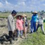 Polri Dukung Swasembada Pangan, Bhabinkamtibmas Montong Are Gandeng Petani