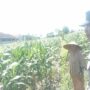 Polri dan Petani Labuapi Bersinergi, Perkuat Ketahanan Pangan Nasional Melalui Optimalisasi Lahan