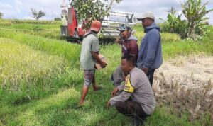 Sinergi Petani dan Polisi di Kediri Lombok Barat, Wujudkan Swasembada Jagung