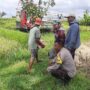 Sinergi Petani dan Polisi di Kediri Lombok Barat, Wujudkan Swasembada Jagung