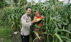 Pekarangan Produktif, Desa Aman: Inisiatif Ketahanan Pangan Bhabinkamtibmas Labuapi