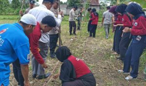 Sinergi Polsek Batulayar dan Warga Sandik Tanam Jagung Dukung Ketahanan Pangan