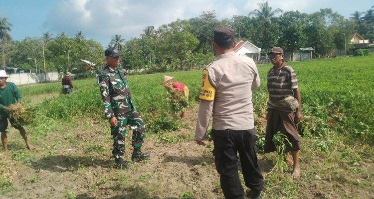 Sinergi TNI-Polri Dukung Ketahanan Pangan di Desa Taman Ayu, Gerung
