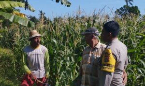 Jagung Jadi Andalan Banyumulek untuk Stabilkan Pangan Lokal
