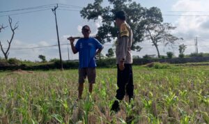 Pekarangan Jadi Lumbung Keluarga: Polri dan Warga Desa Kuripan Wujudkan Pangan Tangguh