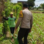 Bhabinkamtibmas di Labuapi dan Warga Bersinergi Jaga Ketahanan Pangan Nasional