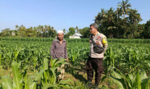 Dukung Ketahanan Pangan, Bhabinkamtibmas Sandik Edukasi Warga Perempung
