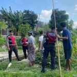 Polisi Lakukan Patroli Tanam Jagung di Dusun Kelebut untuk Dukung Swasembada Pangan